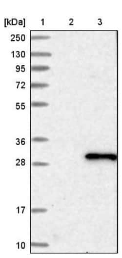 RAB14 Antibody, Novus Biologicals 0.1mL; Unlabeled:Antibodies, Polyclonal