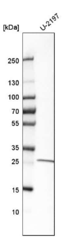 INTS11 Antibody, Novus Biologicals:Antibodies:Primary Antibodies