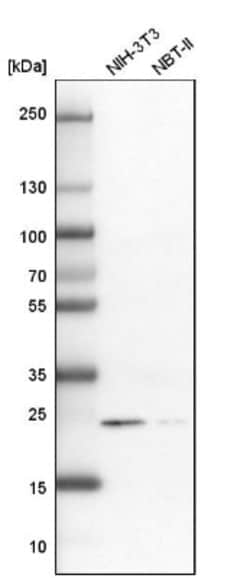 RAB31 Antibody, Novus Biologicals 0.1mL; Unlabeled:Antibodies, Polyclonal