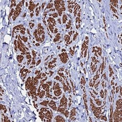 RAB39 Antibody, Novus Biologicals 0.1mL; Unlabeled:Antibodies, Polyclonal