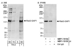 RAB3GAP1 Antibody, Novus Biologicals 0.1mL; Unlabeled:Antibodies, Polyclonal