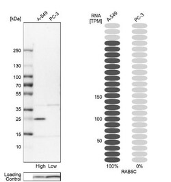 RAB5C Antibody, Novus Biologicals 0.1mL; Unlabeled:Antibodies, Polyclonal
