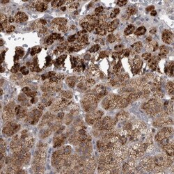 RAB7L1 Antibody, Novus Biologicals:Antibodies:Primary Antibodies