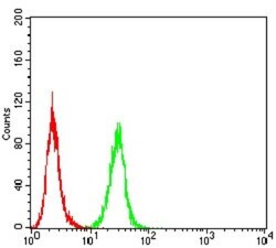 RAB8A Antibody (7G8B11) - BSA Free, Novus Biologicals 0.1mg; Unlabeled:Antibodies,