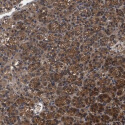 RABEP1 Antibody, Novus Biologicals 25 &mu;L; Unlabeled:Antibodies, Polyclonal