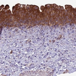 RABEP2 Antibody, Novus Biologicals:Antibodies:Primary Antibodies