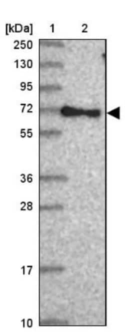 RABEP2 Antibody, Novus Biologicals:Antibodies:Primary Antibodies