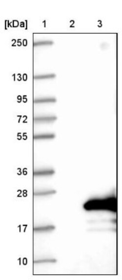 RABIF/MSS4 Antibody, Novus Biologicals 25 &mu;L; Unlabeled:Antibodies,