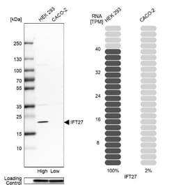 RABL4 Antibody, Novus Biologicals 25 &mu;L; Unlabeled:Antibodies, Polyclonal