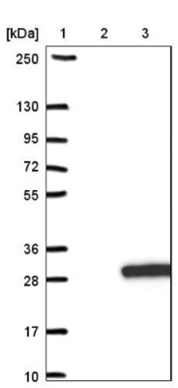 RABL5 Antibody, Novus Biologicals 0.1mL; Unlabeled:Antibodies, Polyclonal