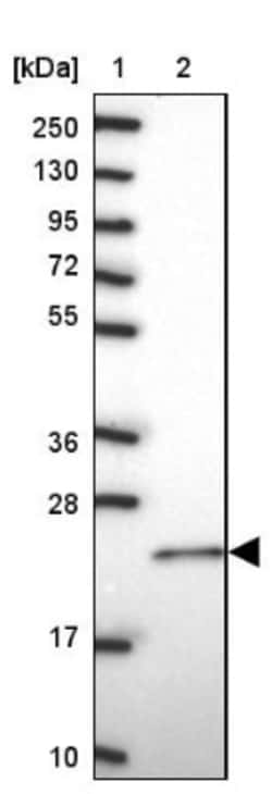 RAC3 Antibody, Novus Biologicals:Antibodies:Primary Antibodies