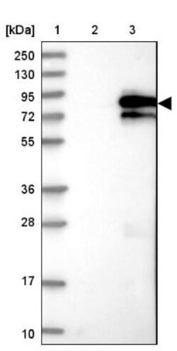 RAD18 Antibody, Novus Biologicals 0.1mL; Unlabeled:Antibodies, Polyclonal