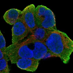 RAI2 Antibody, Novus Biologicals:Antibodies:Primary Antibodies