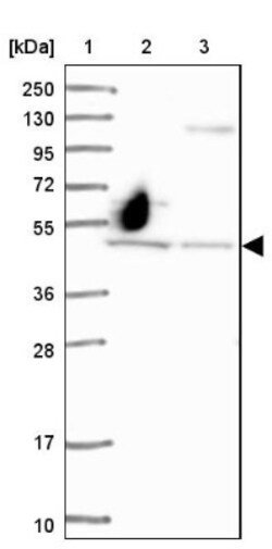 RAI2 Antibody, Novus Biologicals:Antibodies:Primary Antibodies