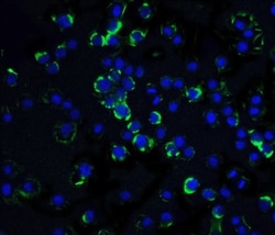 RAIDD/CRADD Antibody, Novus Biologicals 0.1mg; Unlabeled:Antibodies, Polyclonal