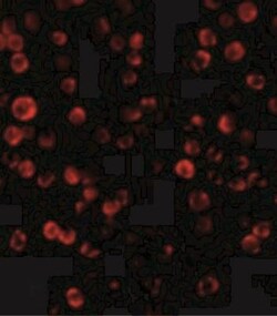 RAIDD/CRADD Antibody, Novus Biologicals 0.025 mg, Unconjugated:Antibodies,
