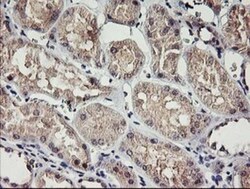 RAMP2 Antibody (OTI4E5), Novus Biologicals 0.1mL; Unlabeled:Antibodies,