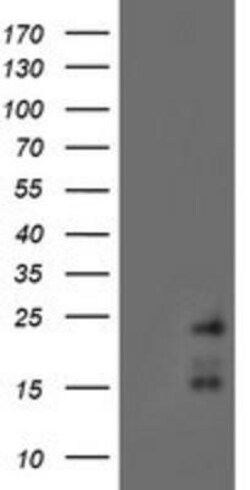RAMP2 Antibody (OTI4E5), Novus Biologicals 0.1mL; Unlabeled:Antibodies,