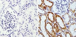 RAP1A Antibody (1D2-1C64), Novus Biologicals 0.1mg; Unlabeled:Antibodies,
