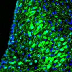 RAP1GAP Antibody, Novus Biologicals 25 &mu;L; Unlabeled:Antibodies, Polyclonal
