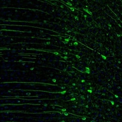 RAP1GAP Antibody, Novus Biologicals 25 &mu;L; Unlabeled:Antibodies, Polyclonal