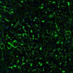 RAP1GAP Antibody, Novus Biologicals 25 &mu;L; Unlabeled:Antibodies, Polyclonal