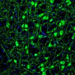RAP1GAP Antibody, Novus Biologicals 25 &mu;L; Unlabeled:Antibodies, Polyclonal