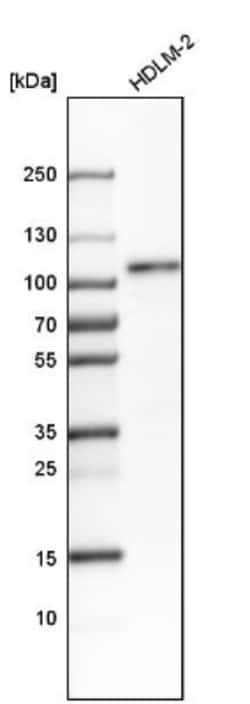RAP80 Antibody, Novus Biologicals 25 &mu;L | Buy Online | Novus Biologicals | Fisher Scientific