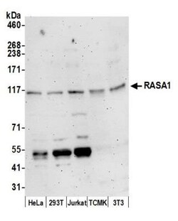 RAS p21 Rabbit anti-Human, Mouse, Polyclonal, Novus Biologicals 100&mu;L;