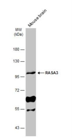RASA3 Antibody, Novus Biologicals 0.1mL; Unlabeled:Antibodies, Polyclonal