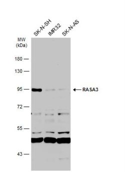 RASA3 Antibody, Novus Biologicals 0.1mL; Unlabeled:Antibodies, Polyclonal