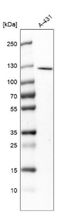 RASAL2 Antibody, Novus Biologicals:Antibodies:Primary Antibodies