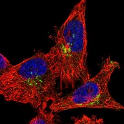 RASGEF1A Antibody, Novus Biologicals:Antibodies:Primary Antibodies