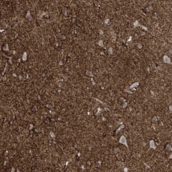 RASGEF1A Antibody, Novus Biologicals:Antibodies:Primary Antibodies