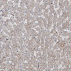 RASGEF1A Antibody, Novus Biologicals:Antibodies:Primary Antibodies