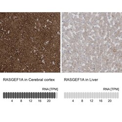 RASGEF1A Antibody, Novus Biologicals:Antibodies:Primary Antibodies