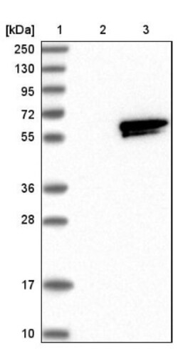 RASGEF1A Antibody, Novus Biologicals:Antibodies:Primary Antibodies