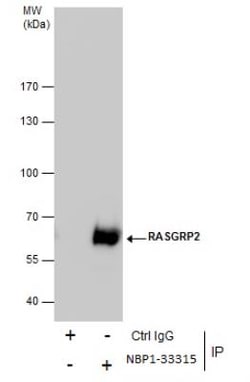 RASGRP2 Antibody, Novus Biologicals 0.1mg; Unlabeled:Antibodies, Polyclonal