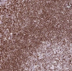 RASL11A Antibody, Novus Biologicals 25 &mu;L, Unlabeled:Antibodies, Polyclonal