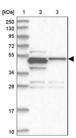 RASSF8 Antibody, Novus Biologicals 25 &mu;L | Buy Online | Novus Biologicals | Fisher Scientific