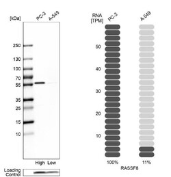 RASSF8 Antibody, Novus Biologicals 25 &mu;L | Buy Online | Novus Biologicals | Fisher Scientific