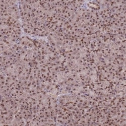 RAVER1 Antibody, Novus Biologicals 0.1mL; Unlabeled:Antibodies, Polyclonal