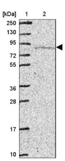 RAVER1 Antibody, Novus Biologicals 0.1mL; Unlabeled:Antibodies, Polyclonal