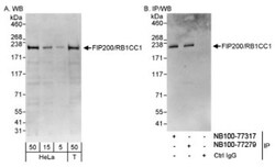 RB1CC1 Antibody, Novus Biologicals 0.1mL; Unlabeled:Antibodies, Polyclonal