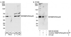 RBBP4/RbAp48 Antibody, Novus Biologicals 0.1mL; Unlabeled:Antibodies, Polyclonal