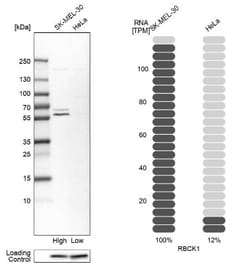 RBCK1 Antibody, Novus Biologicals 25 &mu;L; Unlabeled:Antibodies, Polyclonal