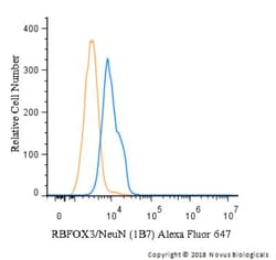 RBFOX3/NeuN Antibody (1B7), Novus Biologicals:Antibodies:Primary Antibodies