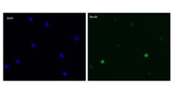 RBFOX3/NeuN Antibody (1B7), Novus Biologicals:Antibodies:Primary Antibodies