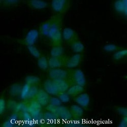 RBFOX3/NeuN Antibody (1B7), Novus Biologicals:Antibodies:Primary Antibodies