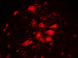 RBFOX3/NeuN Antibody (1B7), Novus Biologicals:Antibodies:Primary Antibodies